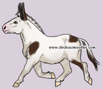 Pet