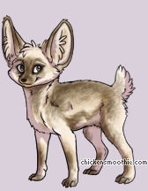 Pet