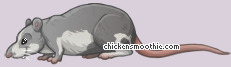 Pet