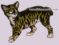 Pet