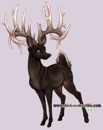 Pet
