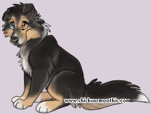 Pet