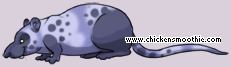 Pet
