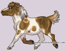 Pet