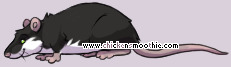 Pet