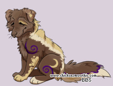 Pet