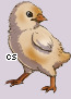 Pet