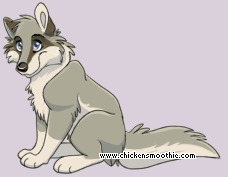 Pet
