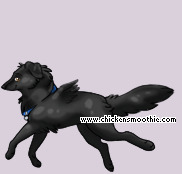 Pet