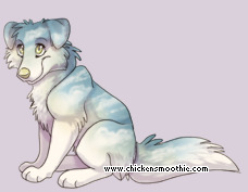 Pet
