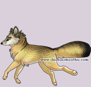 Pet