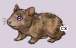 Pet