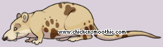 Pet