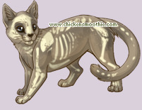 Pet