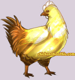 Pet