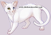 Pet