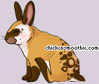 Pet