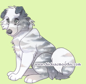 Pet