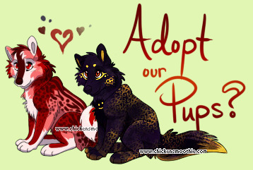 Pet