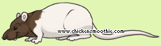 Pet