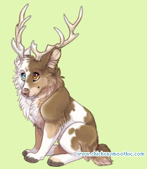 Pet