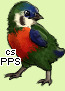 Pet