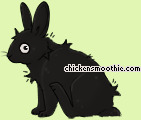 Pet