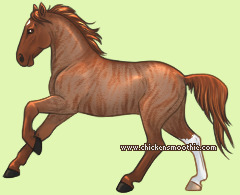 Pet