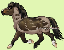Pet