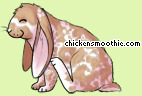 Pet