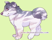 Pet
