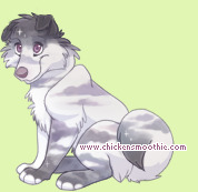 Pet