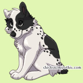Pet