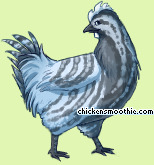 Pet