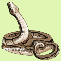 Pet