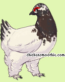 Pet