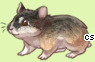 Pet
