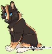 Pet
