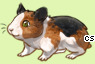 Pet
