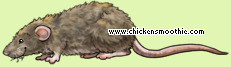 Pet