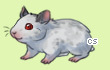 Pet