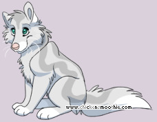 Pet